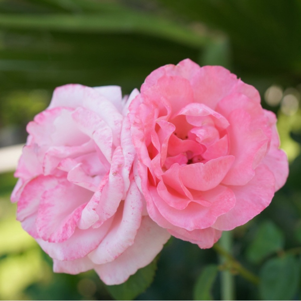 Meet your Posher, Bri